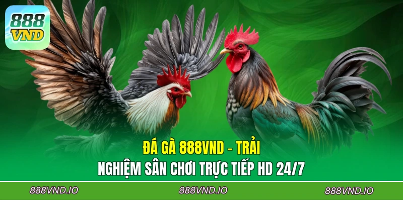 Đá Gà 888VND - Trải Nghiệm Sân Chơi Trực Tiếp HD 24/7