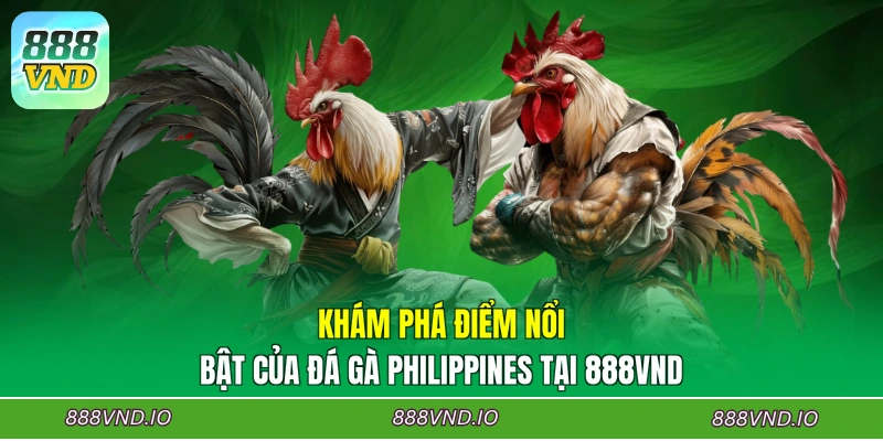 Khám phá điểm nổi bật của đá gà Philippines tại 888VND
