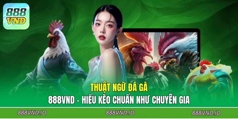 Thuật Ngữ Đá Gà 888VND - Hiểu Kèo Chuẩn Như Chuyên Gia