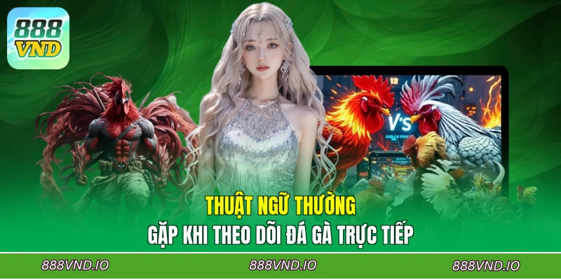 Thuật ngữ thường gặp khi theo dõi đá gà trực tiếp