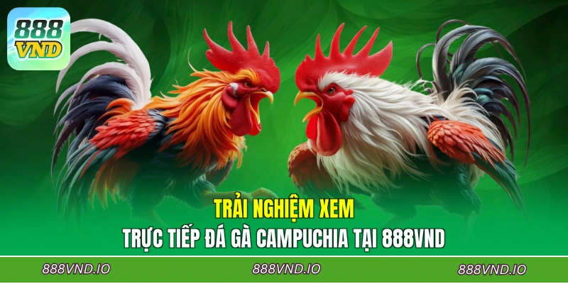 Trải nghiệm xem trực tiếp đá gà Campuchia tại 888VND